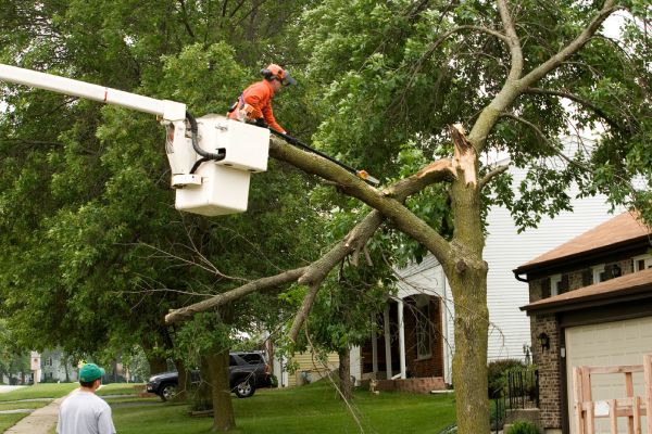 Removing Storm Damaged Tree