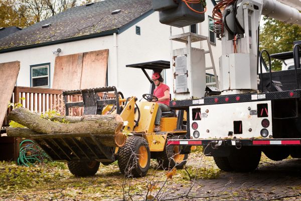 Tree Removal Service