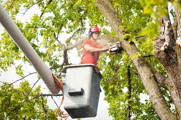 Tree Service - Tree Removal & Tree Trimming