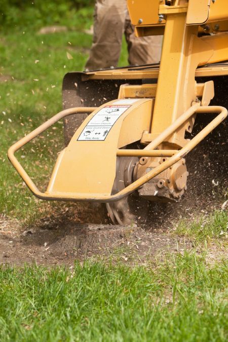 Tree Stump Removal